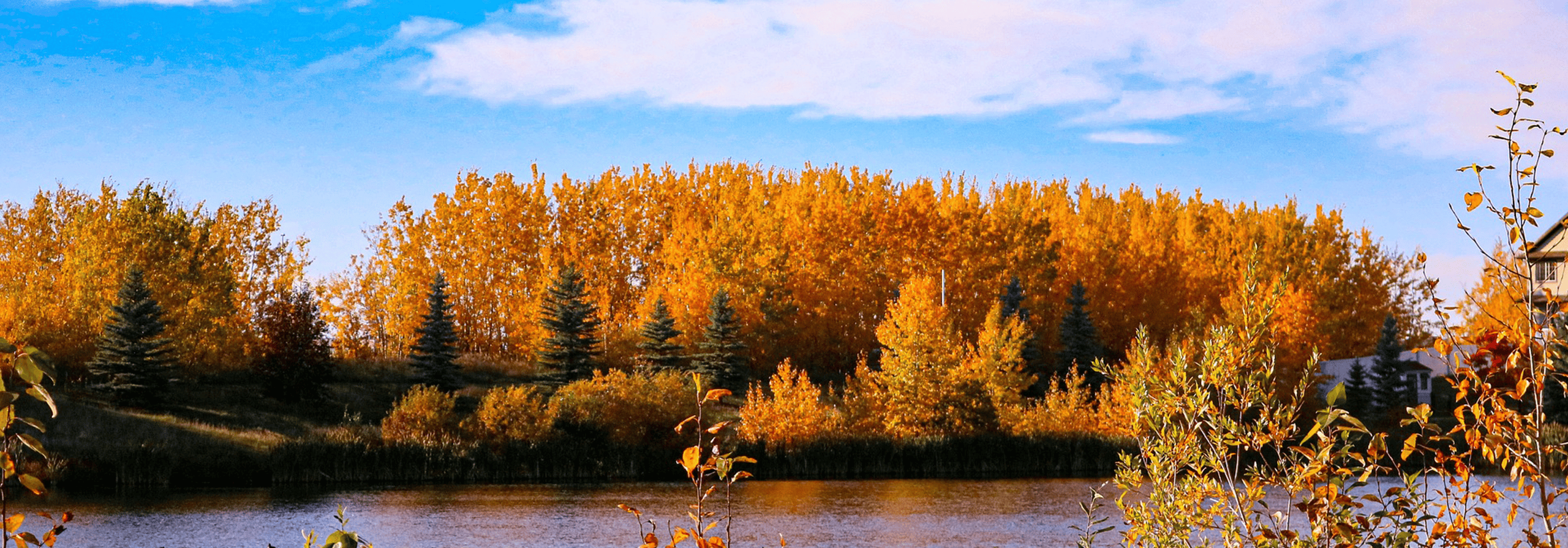 Trees in a park